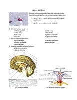 Summaries, Notes 'Nervu sistēma, tās iedalījumi', 1.