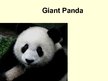 Presentations 'Giant Panda', 1.