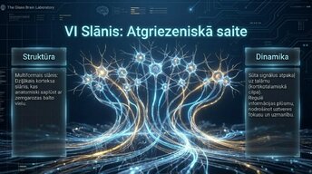Presentations 'Neokorteksa arhitektūra, 6 apziņas slāņi', 6.