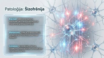 Presentations 'Neokorteksa arhitektūra, 6 apziņas slāņi', 10.