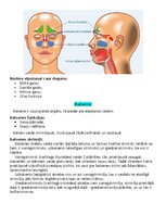 Summaries, Notes 'Elpošanas jeb respiratorā sistēma', 2.