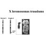 Presentations 'X hromosomas trauslums', 1.