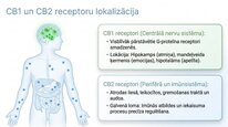 Presentations 'Endokanabinoīdi', 7.