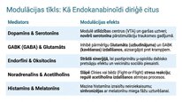 Presentations 'Endokanabinoīdi', 12.