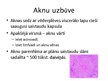Presentations 'Aknu, aizkuņģa dziedzera histoloģija; gestācijas (grūtnieču) cukura diabēts', 4.
