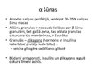 Presentations 'Aknu, aizkuņģa dziedzera histoloģija; gestācijas (grūtnieču) cukura diabēts', 23.