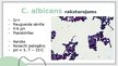 Presentations 'Candida albicans mikrobioloģiskās diagnostikas principi', 2.