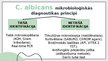 Presentations 'Candida albicans mikrobioloģiskās diagnostikas principi', 12.