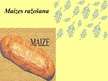 Research Papers 'Maizes un maizes izstrādājumu ražošana', 1.