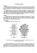 Research Papers 'Dāliju audzēšanas bioloģiski saimnieciskais raksturojums', 12.