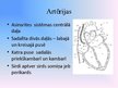 Presentations 'Asinsrites orgānu sistēma', 10.