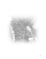 Research Papers 'Plan de Exportación de Vinos Carmenere a Brasil', 30.