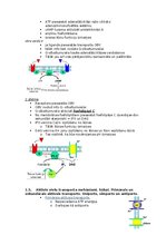 Summaries, Notes 'Fizioloģija', 4.