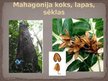 Presentations 'Materiālmācība koks - mahagonijs', 5.