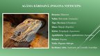 Presentations 'Agāma bārdainā (Pogona vitticeps) fizioloģiskās īpatnības', 3.