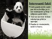 Presentations 'Lielā panda', 9.