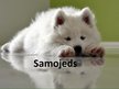 Presentations 'Samojeds', 1.