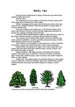 Research Papers 'Augu biocenoze jauktu koku mežos', 4.