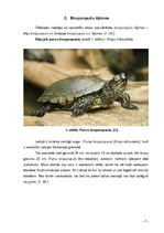 Research Papers 'Bruņurupuči', 7.
