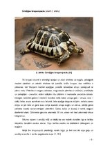 Research Papers 'Bruņurupuči', 8.