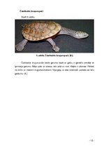 Research Papers 'Bruņurupuči', 10.
