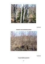 Research Papers 'Mežu atjaunošana Latvijā', 37.