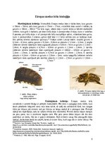 Research Papers 'Eiropas medus bitēm, Apis mellifera', 6.