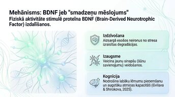 Presentations 'Veselīgu rutīnu ietekme uz fokusu un kognitīvo produktivitāti', 8.