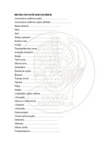 E-book 'Cilvēka anatomija: audi un šūnas', 13.