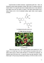 Research Papers 'Kofeīns. Kofeīna praktiska izdalīšana', 11.