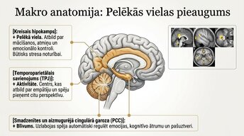 Presentations 'Kā meditācija un relaksācijas tehnikas uzlabo smadzeņu darbību', 4.