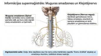 Presentations 'Kā meditācija un relaksācijas tehnikas uzlabo smadzeņu darbību', 7.