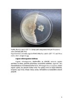 Research Papers 'Augsnes baktērija - siena nūjiņa Bacillus subtilis', 4.