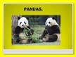 Presentations 'Pandas', 1.