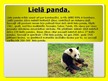 Presentations 'Pandas', 5.