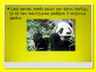 Presentations 'Pandas', 9.