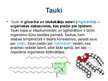 Presentations 'Tauki', 2.