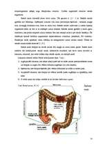 Research Papers 'Cilvēka gremošanas orgānu sistēma', 18.