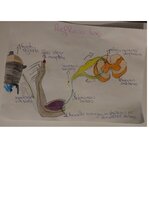 Summaries, Notes '1.starppārbaudījums Bērna attīstības fizioloģijā', 2.