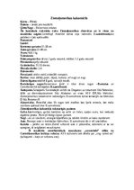 Summaries, Notes 'Jenoti', 13.