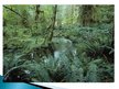 Presentations 'Tropu mežu resursi un aizsardzība', 11.