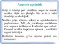 Presentations 'Tehnoloģisko darbu veikšanas plāns griķu audzēšanai, ražas novākšanai un uzglabā', 5.