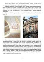 Research Papers 'Arhitektūra un tēlotājmāksla 19.gadsimta beigās un 20.gadsimta sākumā', 5.