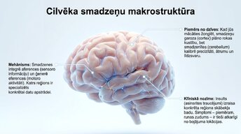 Presentations 'Neirobioloģijas pamati: cilvēka smadzeņu mikrostruktūra', 2.