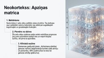 Presentations 'Neirobioloģijas pamati: cilvēka smadzeņu mikrostruktūra', 3.