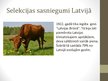 Presentations 'Selekcija Latvijā', 6.
