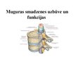 Presentations 'Muguras smadzeņu uzbūve un funkcijas', 1.