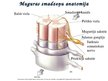 Presentations 'Muguras smadzeņu uzbūve un funkcijas', 5.