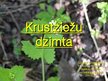 Presentations 'Krustziežu dzimta', 1.