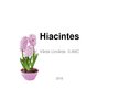 Presentations 'Hiacintes', 1.